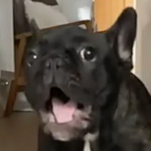 Meet your Posher, Charlie